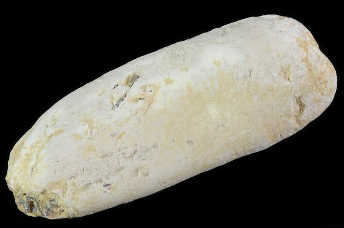 Cretaceous Fish Coprolite (Fossil Poop) - Kansas #64181